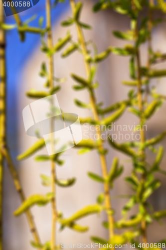 Image of trees in the spring