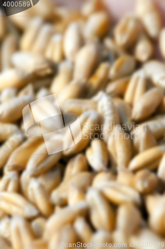 Image of wheat, close up