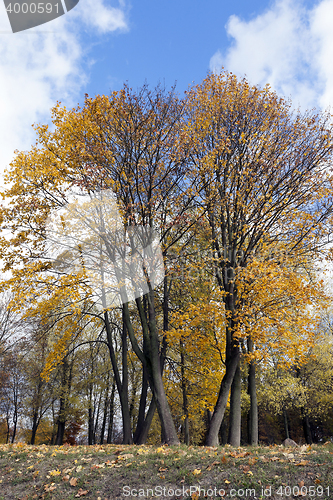 Image of autumn in the park