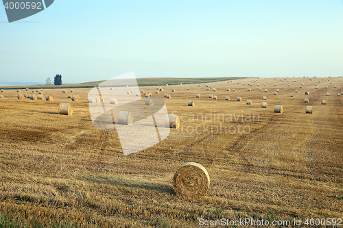 Image of haystacks in a field of straw