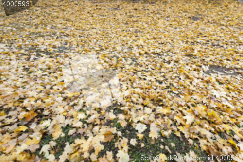 Image of Autumn Park, overcast