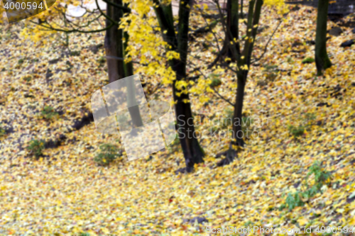 Image of autumn in the park