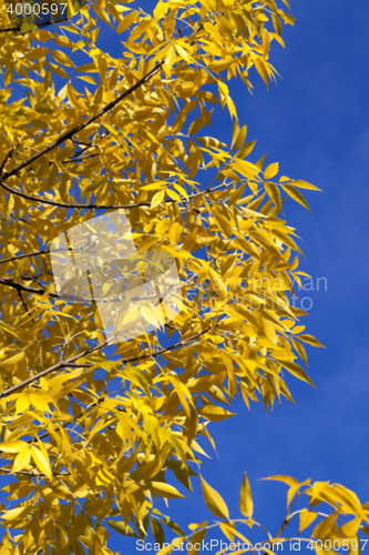 Image of autumn in the park