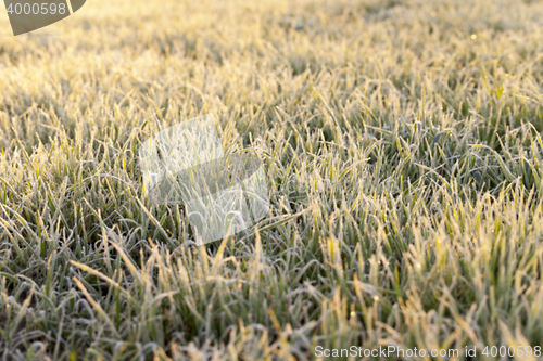 Image of frost on the wheat