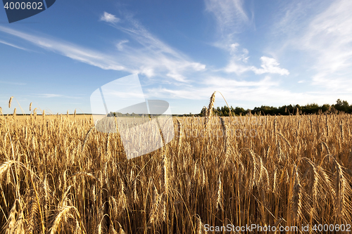 Image of grow ripe rye.