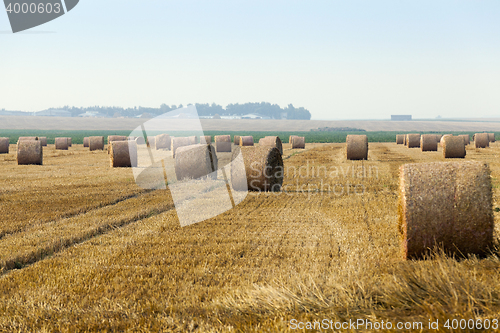 Image of straw in the field