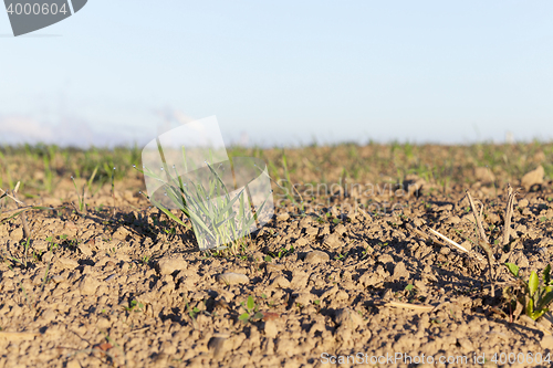 Image of young grass plants, close-up