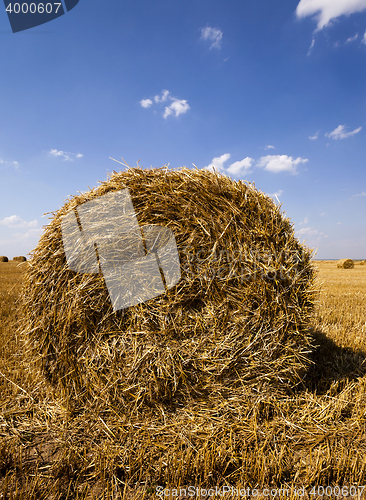 Image of harvest of cereals. summer