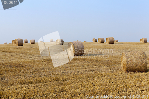 Image of straw in the field