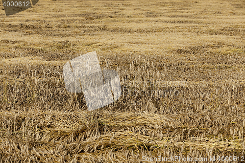 Image of ripe yellow cereals