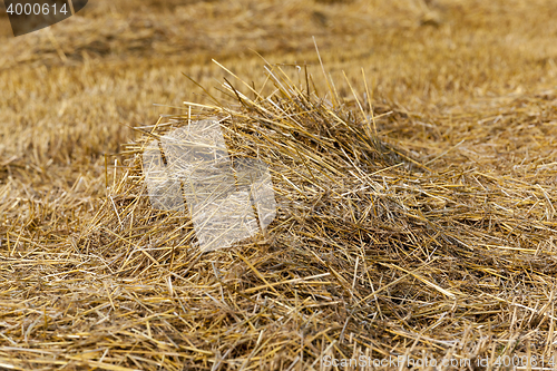 Image of cereal farming field