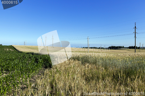 Image of farm field cereals