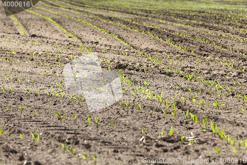 Image of Field of green corn