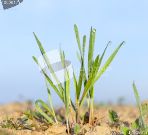 Image of young grass plants, close-up