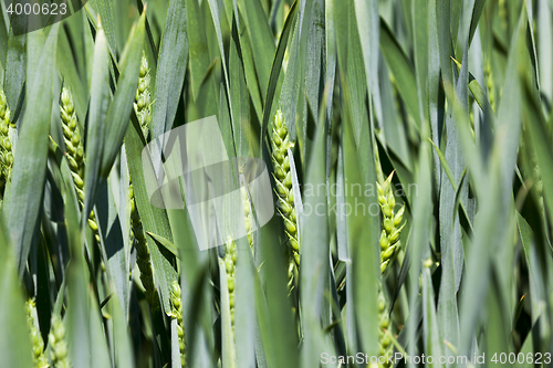 Image of Agriculture. cereals. Spring