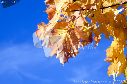 Image of autumn in the park