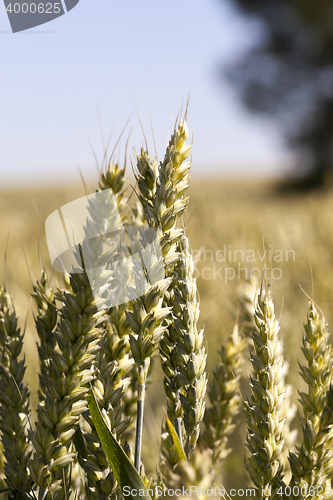 Image of immature grass sky