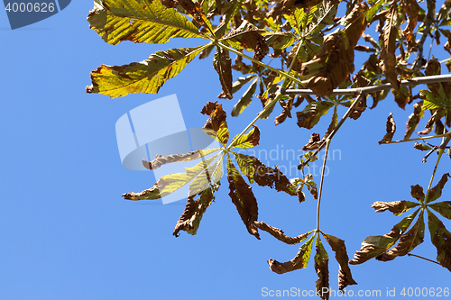 Image of yellowing leaves on the trees