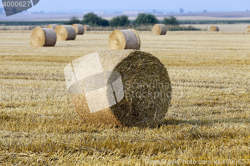 Image of stack of straw in the field