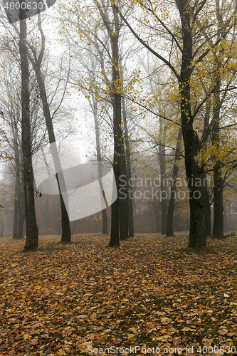 Image of Autumn Park, overcast