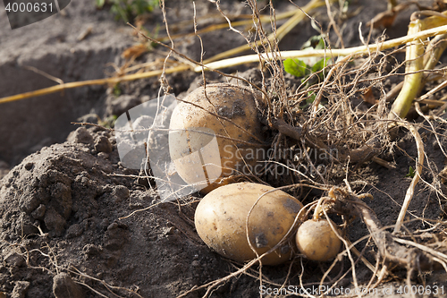 Image of Potatoes on the ground