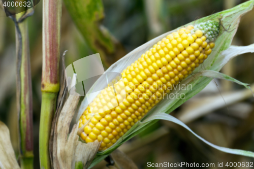 Image of mature corn crop
