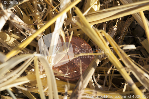 Image of coin in the straw