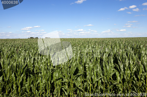 Image of Field with corn