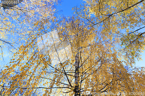 Image of yellow foliage, autumn