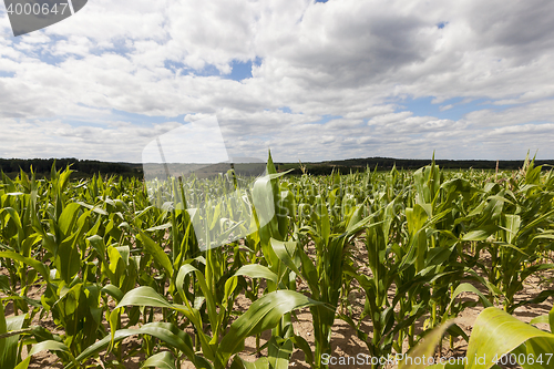 Image of corn field, summer