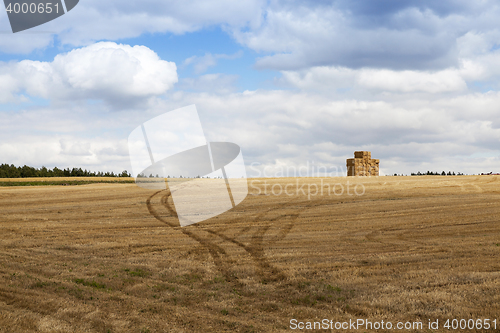 Image of ripe wheat crop