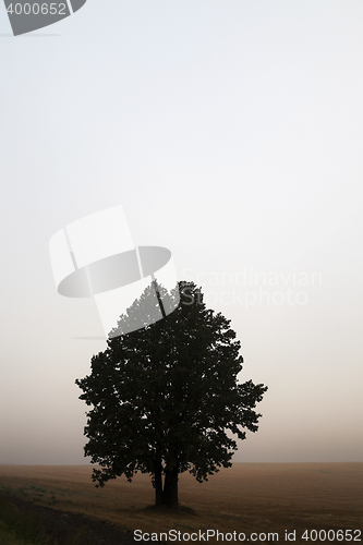Image of tree in the field