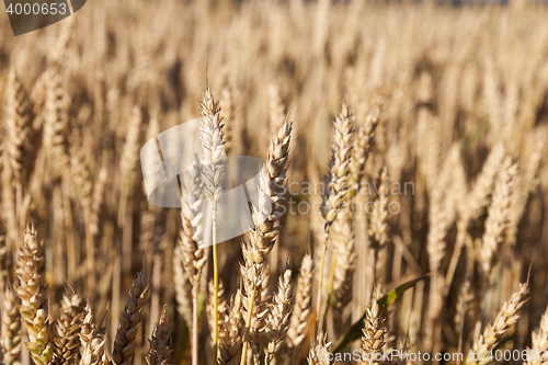 Image of ripe yellow cereals