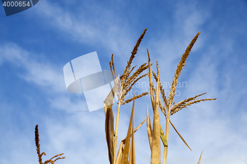 Image of Green immature corn