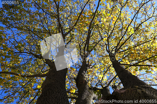 Image of yellowing leaves on the trees