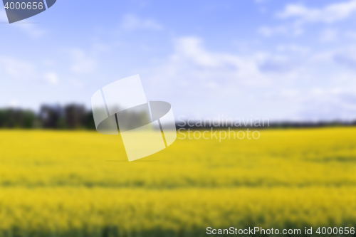 Image of rapeseed field in the summer