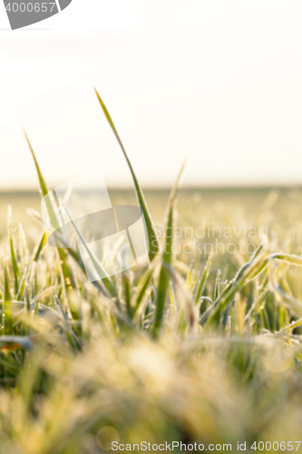 Image of young grass plants, close-up