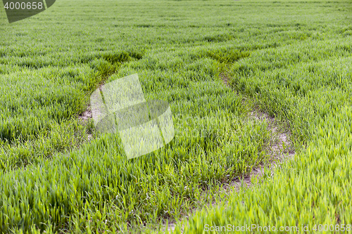 Image of green wheat, close-up