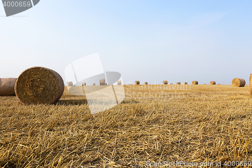 Image of straw in the field