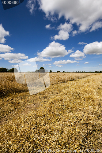 Image of harvest of cereals