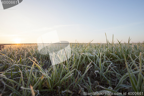 Image of wheat during frost