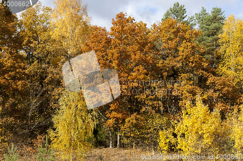 Image of autumn foliage, close up