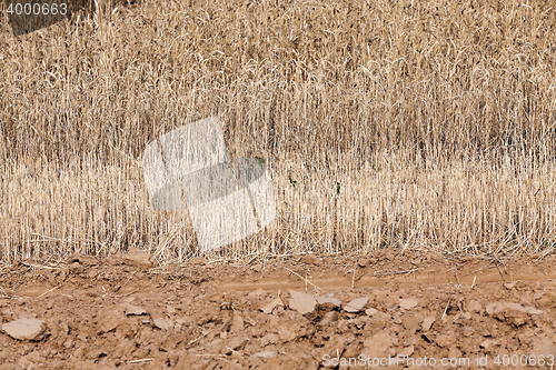 Image of gathering the wheat harvest
