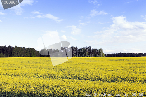 Image of rapeseed field in the summer