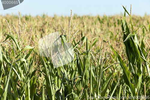 Image of Green immature corn