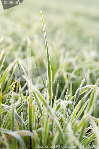 Image of young grass plants, close-up