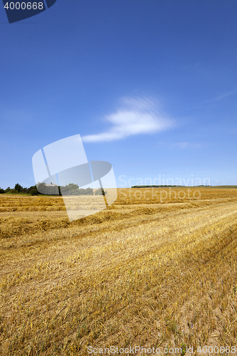 Image of crop of cereals