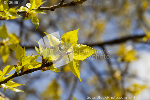 Image of trees in the spring