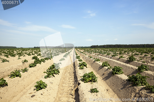 Image of Potatoes in the field