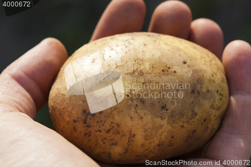 Image of Potatoes in hand